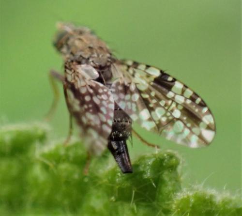 Tephritis ruralis